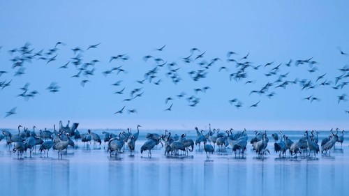 Roosting site for cranes (Grus grus) in the Vorpommersche Boddenlandschaft National Park, Zingst,