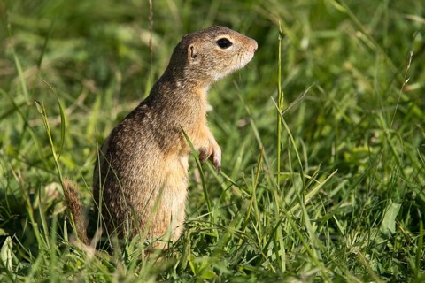Citellus citellus, Czech Republic, European ground squirrel, common ground squirrel, rodents,
