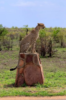Cheetah (Acinonyx jubatus), adult, sitting, on a signpost, alert, Limpopo Province, Kruger National