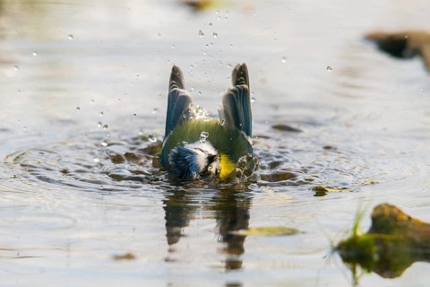 Blue tit, parus caeruleus, bath, bathe, bird bath, birds, tits, passeri, songbirds, tits, drinking