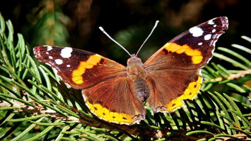 An admiral butterfly (Vanessa atlalanta) with outstretched wings is perched on a fir twig in the
