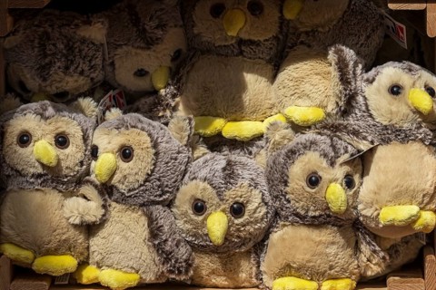 Stacked owls as stuffed animals, Nuremberg Zoo, Middle Franconia, Bavaria, Germany