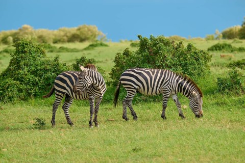 Two zebras stand in a green meadow in a peaceful savannah landscape, Quagga (Equus quagga), Masai