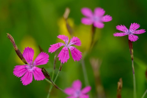 Caryophyllaceae, Dianthus deltoides, heather clove, flora, maiden pink, plants