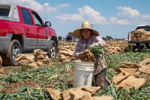 Greeley, Colorado - Farm workers harvest onions, cutting off the leaves and placing the bulbs in