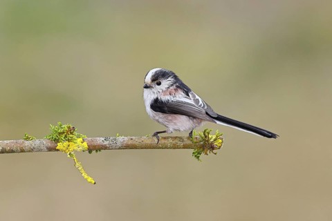 Long-tailed Tit (Aegithalos caudatus), perched on a moss-covered branch, Wilnsdorf, North