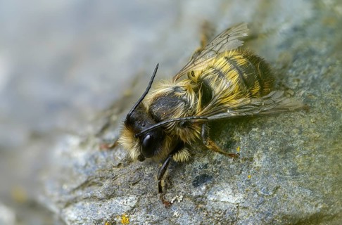 Apidae, bees, horned mason bee, hymenoptera, mason bee, osmia cornuta, insects, male, male