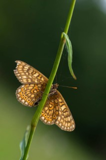 Bite check moth, bite cheek moth, euphydryas aurinia, eurodryas aurinia, golden tick moth, marsh
