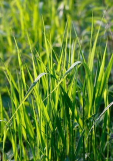 Tall green blades of grass (Gramen), in the evening light, North Rhine-Westphalia, Germany