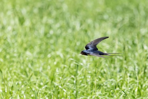A swallow flying over a green meadow, in motion and at one with nature, a barn swallow (Hirundo