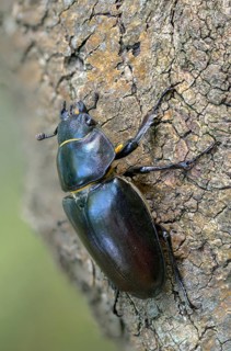 Thundergugi, firecracker, stag beetle, hornschröter, Lucanus cervus, Schröter, Beetle, Coleoptera,