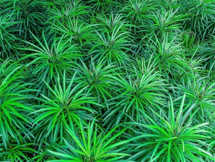Closeup of green leaves texture background. Green leaves with beautiful pattern in jungle for