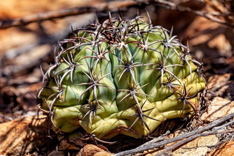 A small, spiny cactus in a dry desert landscape, the distinctive cephalium of a melon cactus in the