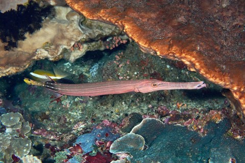 A long-bodied Chinese trumpetfish (Aulostomus chinensis) glides through the coral reef at the
