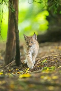 Eurasian lynx (Lynx lynx) youngsters (cub) sitting in a forest, Bavaria, Germany