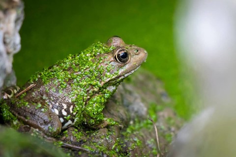 A toad sits in a pond on a rock in Majorca in the La Reserva nature park Park, La Reserva Park,