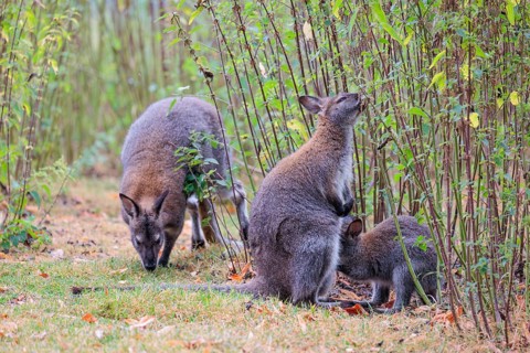 A family of red-necked wallaby (Macropus rufogriseus) sits on a cloudy day amidst tall, dense