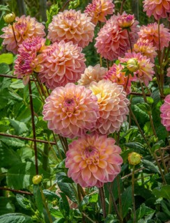 Flowering Dahlias (Dahlia), variety Hapet pastell in the Dahlia Farm in Löderup, Ystad
