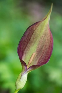 Araceae, Arum Maculatum, Spotted Arum Wand, Adder's Root, Arum Lily, Flora, High Size, Portrait,