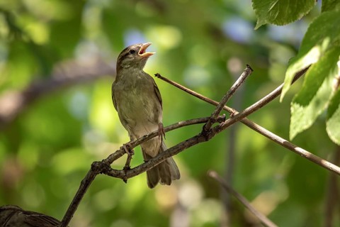 A young sparrow (Passeridae) perched on a twig surrounded by green foliage, Neunkirchen, Lower