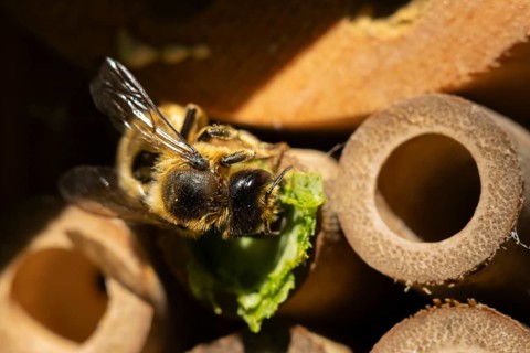 Leafcutter bee (Megachile willughbiella) adult insect building a nest in a garden bee or bug hotel
