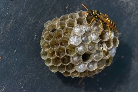 Brighter-colored paper wasp, French field wasp, gallic field wasp, house field wasp, hymenoptera,