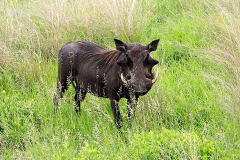 Warthog (Phacochoerus africanus), adult, male, foraging, alert, Kruger National Park, South Africa