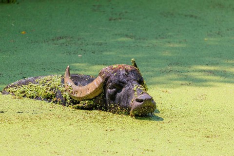 A water buffalo (Bubalus bubalis) swims in a pond covered with duckweed (Lemnoideae). Its head and