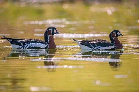 Branta ruficollis, red-necked goose, anatidae, birds, duckbirds, goose, geese, red-breasted goose,