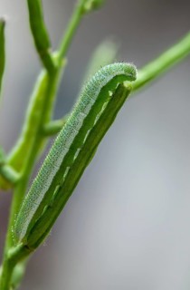 Anthocharis cardamines, aurora trap, orange tip, butterfly, camouflage, high size, portrait,