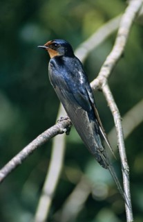 Hirundo rustica, house martin, swallow, birds, song, high size, portrait, male, passeri, swallows,