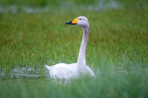 Cygnus cygnus, Finland, singing swan, whooper swan, anatidae, birds, duckbirds, swan, swans, swans,