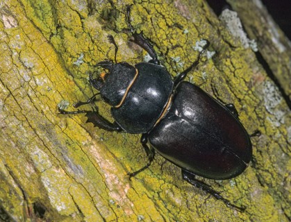 Thundergugi, firecracker, stag beetle, hornschröter, Lucanus cervus, Schröter, Beetle, Coleoptera,