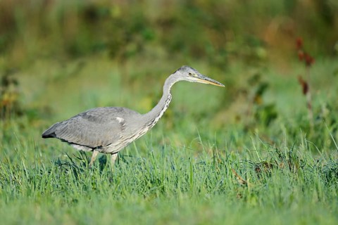 Grey heron (Ardea cinerea) foraging in a meadow, North Rhine-Westphalia, Germany