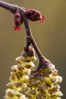 Betulaceae, birch family, corylus avellana, common hazel, hazel, hazel, female inflorescence,