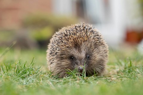 European hedgehog (Erinaceus europaeus) adult animal on an urban garden grass lawn, England, United