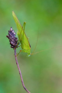 Brandenburg, common sickle scare, Germany, Grasshoppers, Nabu, national natural heritage, natural