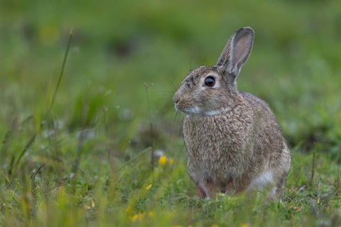 A wild rabbit (Oryctolagus cuniculus) sits relaxed in a meadow, June, Büsum, Germany