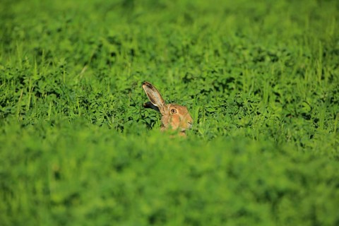 A hare is hiding in the lush green grass as the sunlight falls upon it, a European hare (Lepus