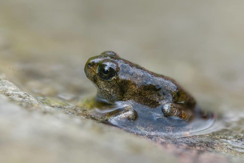 Bufo calamita, epidalea calamita, toad, natterjack toad, amphibians, amphibians, juvenile, shore