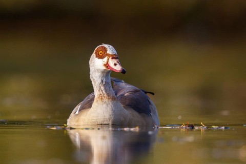 Egyptian Goose (Alopochen aegyptiaca), North Rhine-Westphalia, Germany