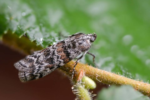Dark pine knot horn, dioryctria abietella, spruce cone moth, insects, moths, moths, butterflies