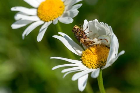 Arachnida, Misumena vatia, arachnids, variable crab spider, arthropod, prey, flower spider,