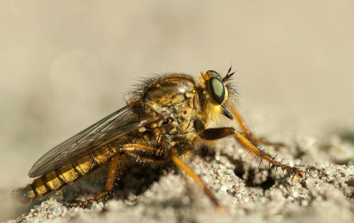 Brandenburg, Germany, golden predatory fly, Machimus chrysitis, national natural heritage, natural
