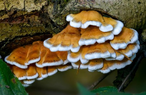 Cantharellus crispus, curly vein counting, Merulius fagineus, plicatura crispa, plicatura faginea,