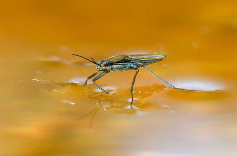 Aquarius najas, stream strider, gerris najas, heteroptera, river skater, black-backed strider,