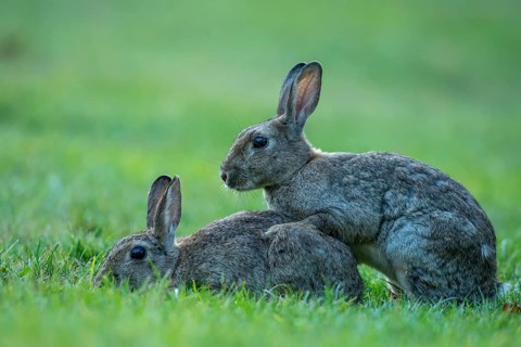 Wild rabbit (Oryctolagus cuniculus), Stapelfeld, Cloppenburg, Lower Saxony, Germany