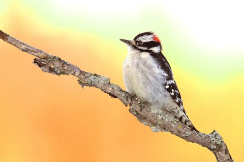 Animals, Birds, Bird, Woodpecker, Downy Woodpecker, Dune Woodpecker, Michigan, USA, Michigan, USA