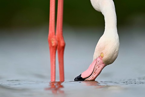 Pink flamingo (Phoenicopterus roseus), standing in the water whilst foraging, Camargue Regional