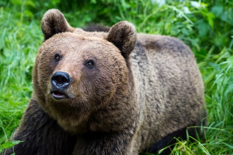 A brown bear with an expressive gaze in the grass, European brown bear (Ursus arctos arctos),